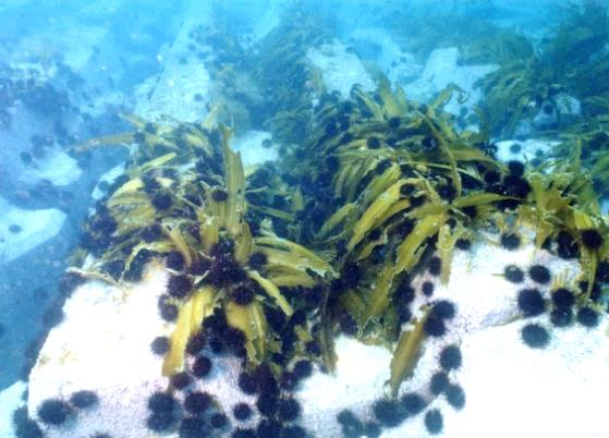 Photo 1 Seaweed and Sea urchins on coastal structure
