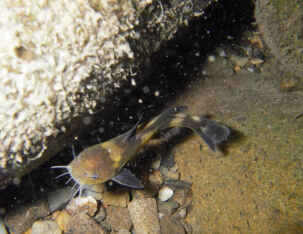 自然共生研究センターに住まう生き物たち