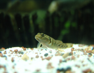 自然共生研究センターに住まう生き物たち