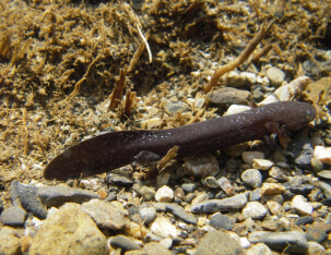 自然共生研究センターに住まう生き物たち